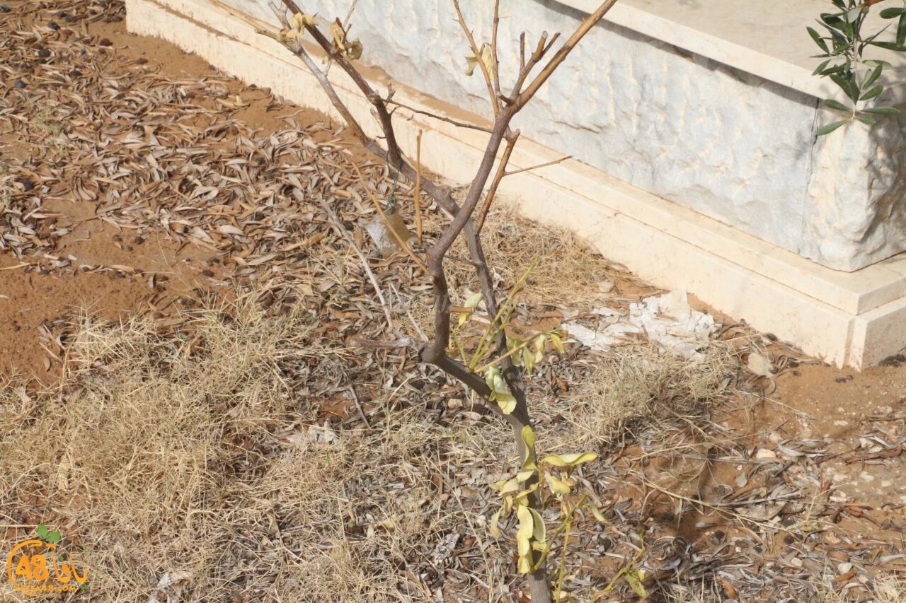 trees on tasoo (3).jpg